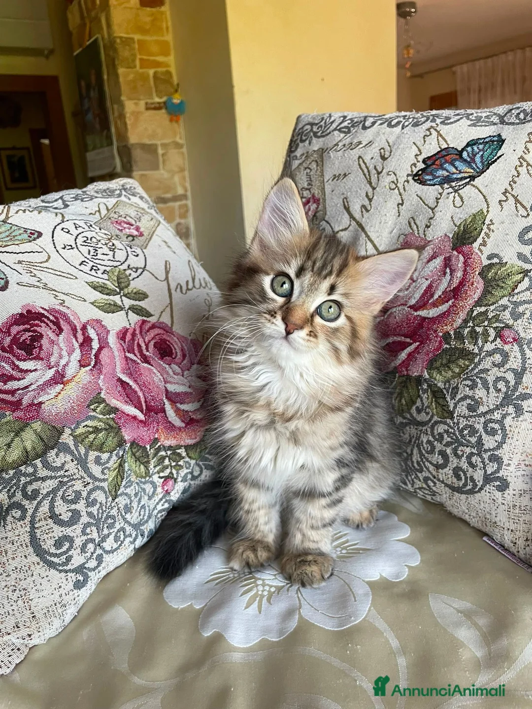 Siberiano gatti in vendita: Dolce Nina - Annuncio 6