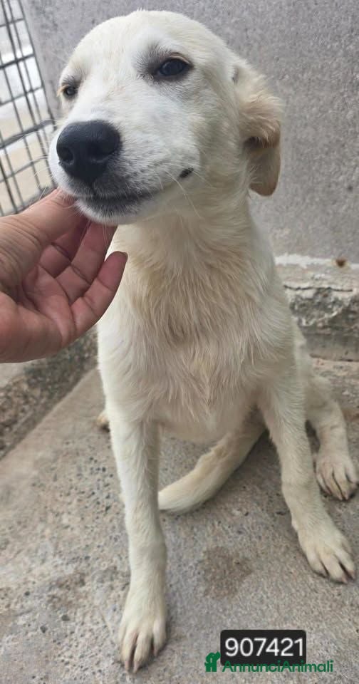 Meticcio cani Cami . - Annuncio 7