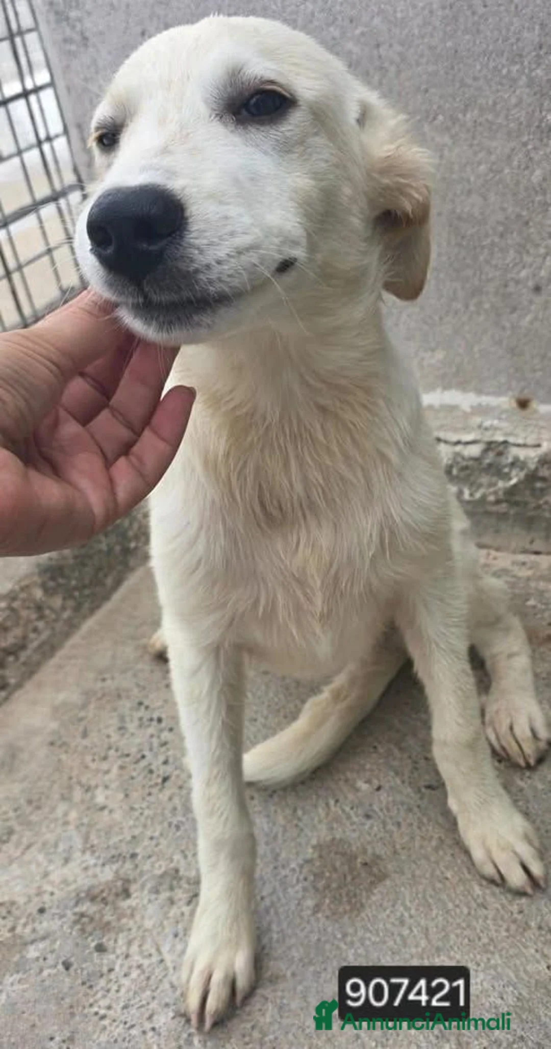 Meticcio cani in regalo: Cami . - Annuncio 1