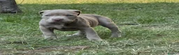Pitbull cani in vendita: AMERICAN PITBULL TERRIER UKC  - Annuncio 3