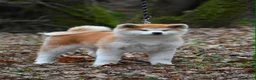 Akita Inu cani in vendita: Cucciolo Akita inu (Top Selection) a Città metropolitana di Roma Capitale - Annuncio 26
