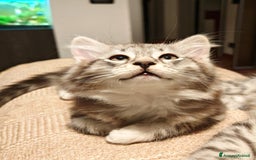 Siberiano gatti in vendita: Splendidi cuccioli siberiani Black Silver  - Immagine 1