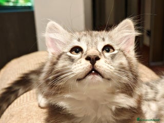 Siberiano gatti Splendidi cuccioli siberiani Black Silver - Annuncio 22