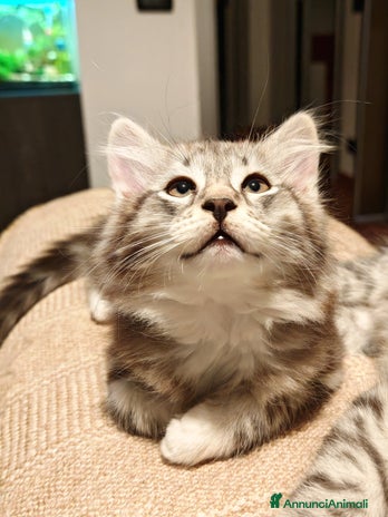 Siberiano gatti - Annuncio 15