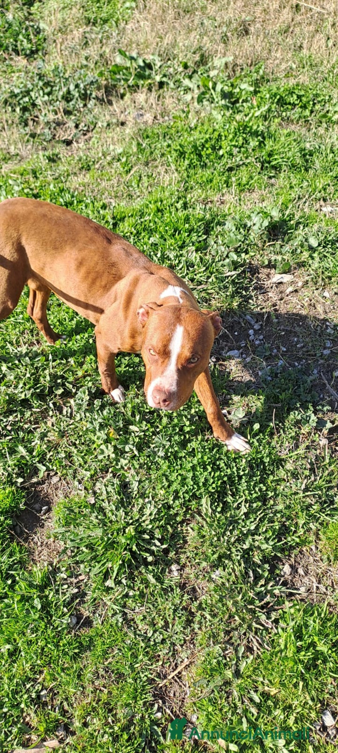 Pitbull cani in regalo: Drake Pitbull 8mesi ultimo rimasto.COSENZA SOS a Città metropolitana di Milano - Immagine 1