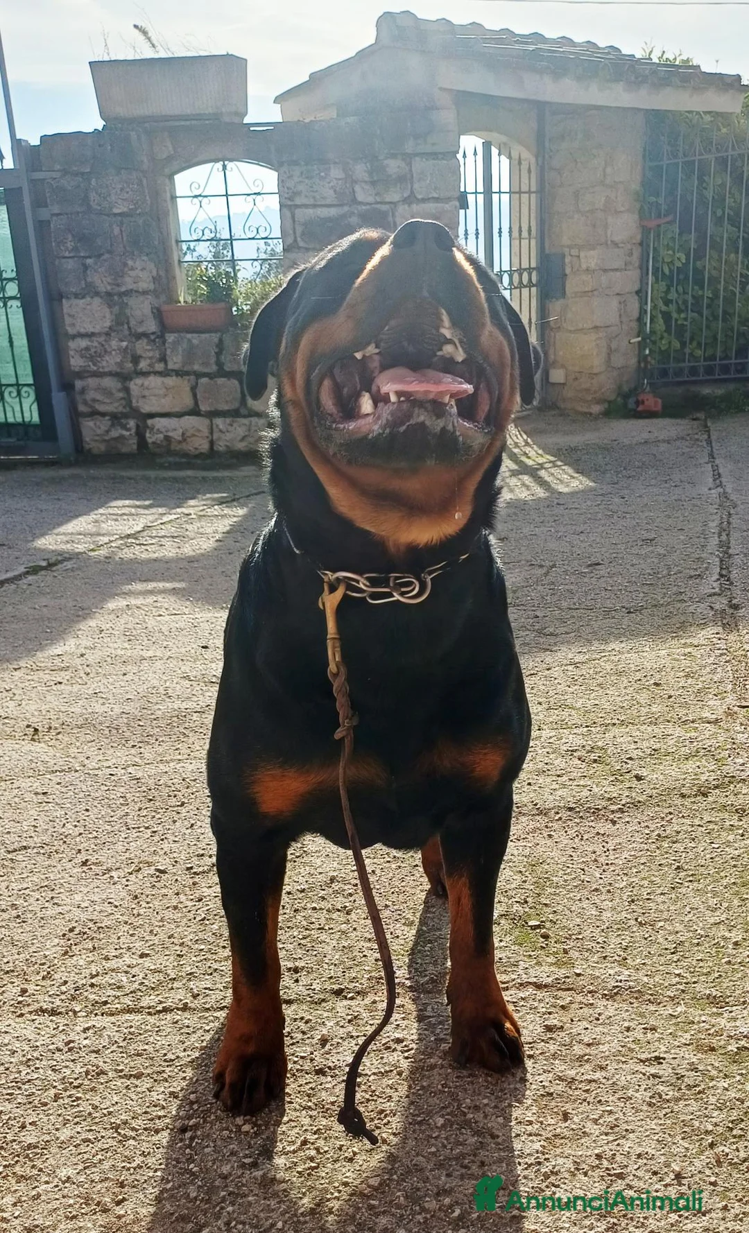 Rottweiler cani in regalo: Rottweiler disponibili  - Annuncio 2