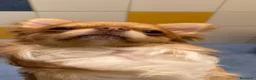 Chihuahua cani per accoppiamento: Chiwawa da riproduzione  - Annuncio 1