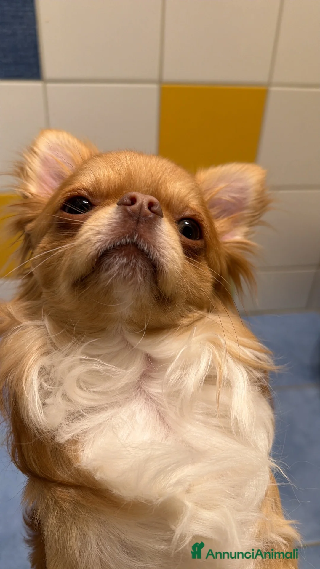 Chihuahua cani per accoppiamento: Chiwawa da riproduzione  - Annuncio 1