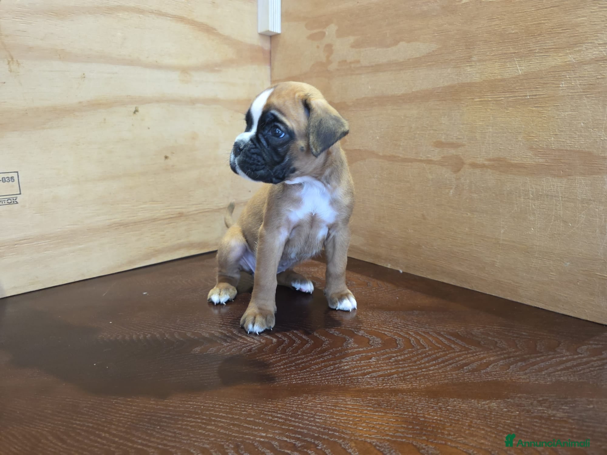 Boxer Cucciolo 3