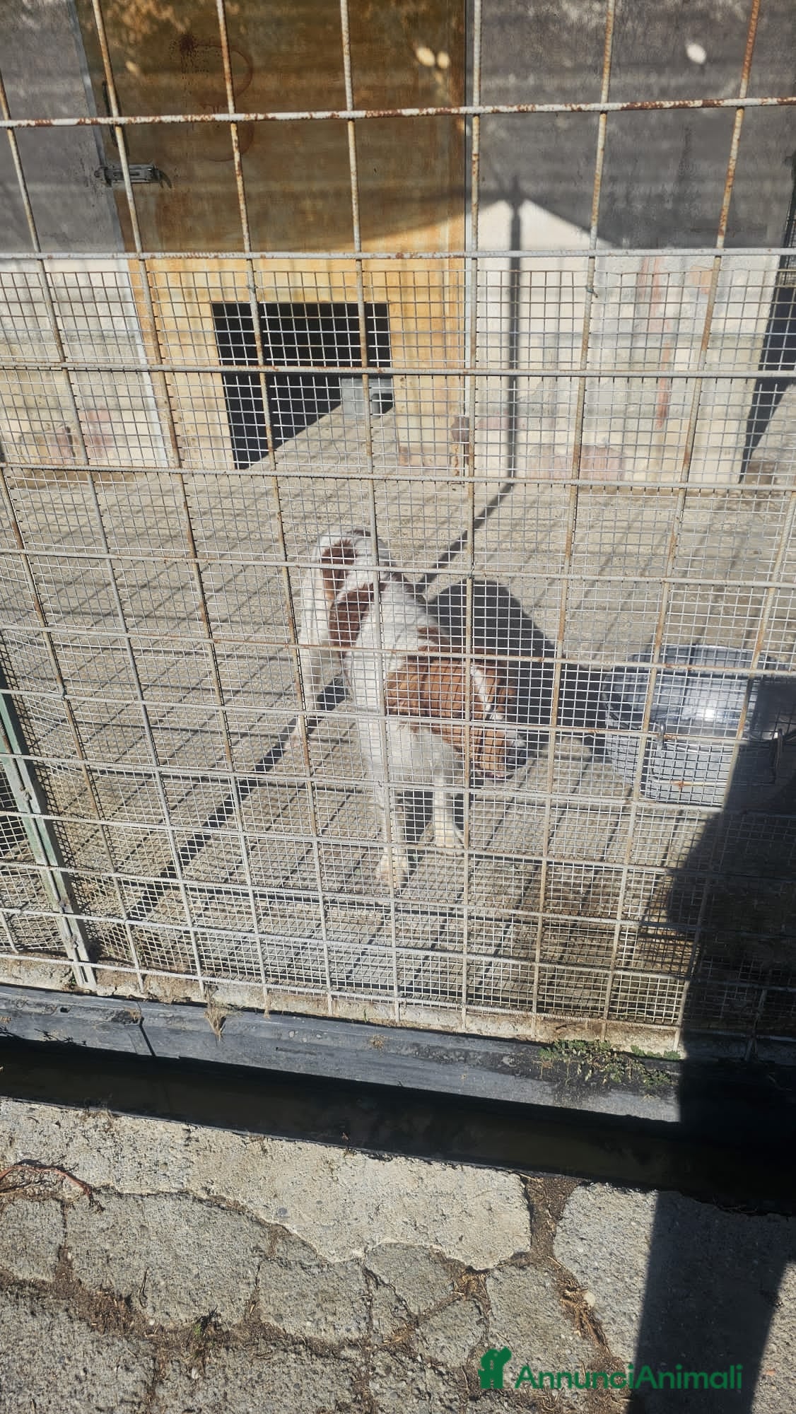 Altre razze cani birillo - Annuncio 37