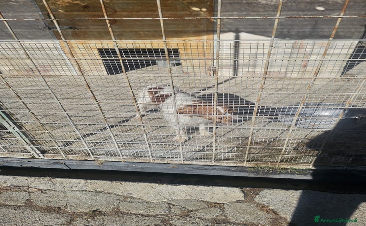 Altre razze cani - Annuncio 6