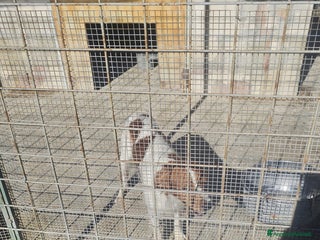 Altre razze cani birillo - Annuncio 38