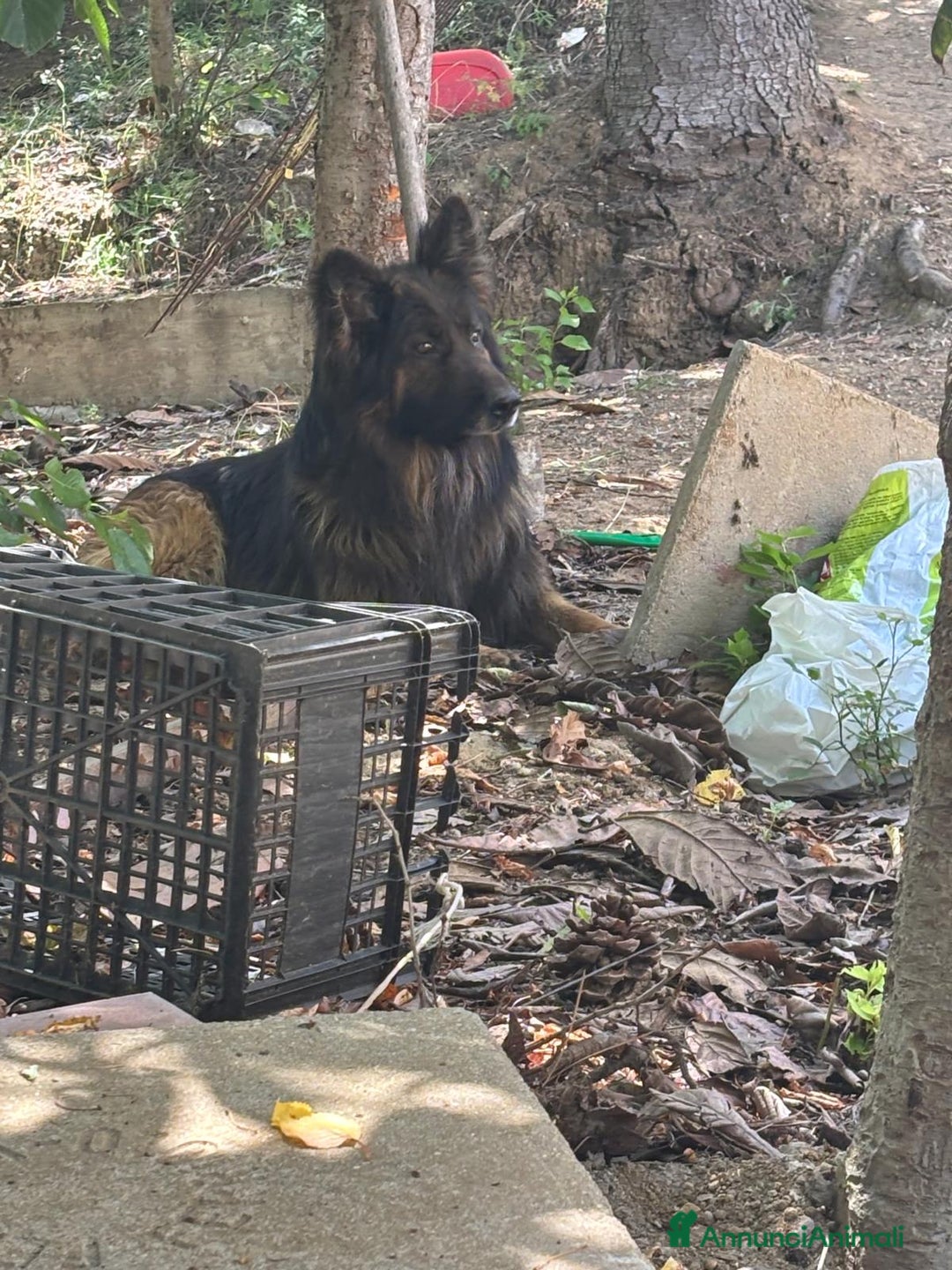 Pastore Tedesco cani in vendita: Cucciola di pastore tedesco  a Provincia di Cosenza - Immagine 2