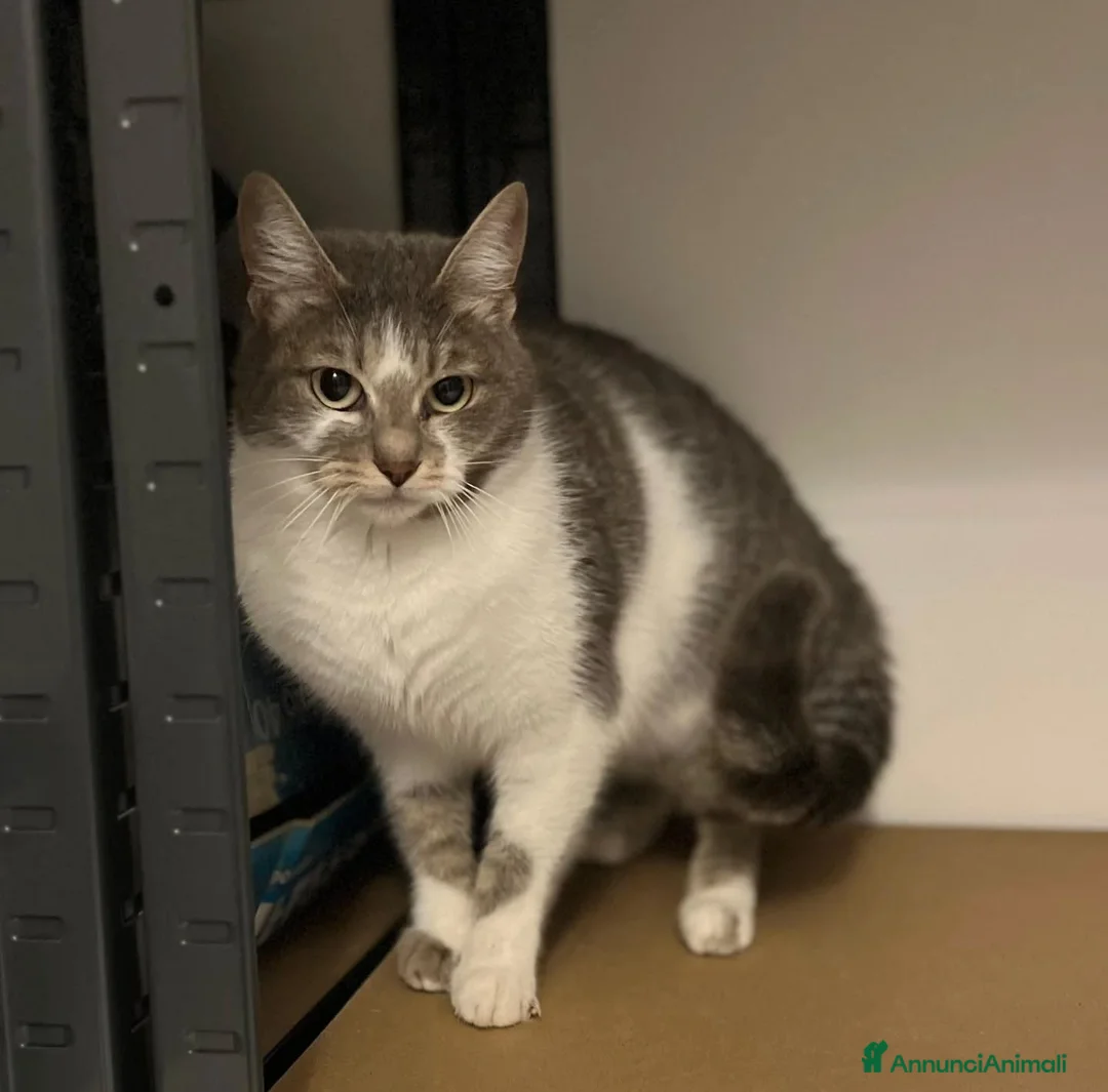 Europeo gatti in regalo: BOLLA dolce micina 1 anno cerca casa in adozione - Annuncio 4