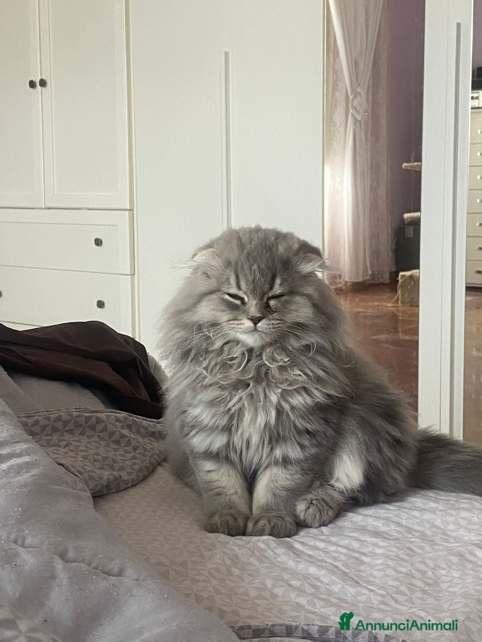 Scottish gatti Gattini razza Scottish - Annuncio 16