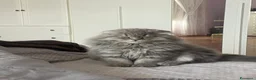 Scottish gatti in vendita: Gattini razza Scottish - Annuncio 1