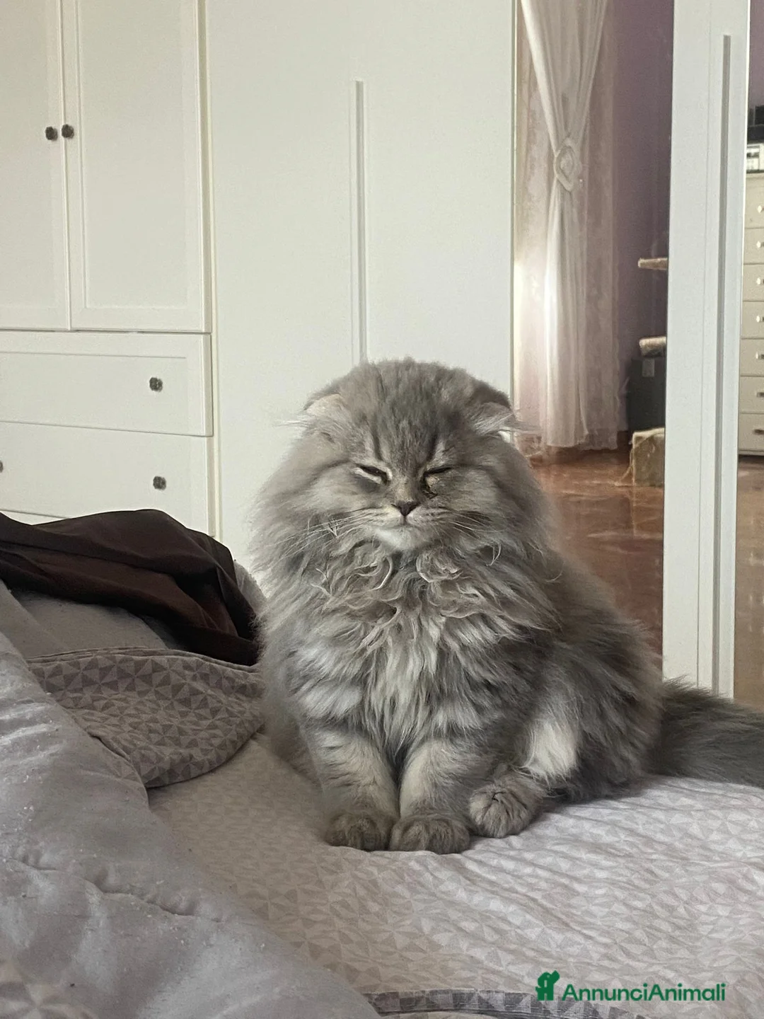 Scottish gatti in vendita: Gattini razza Scottish - Annuncio 1