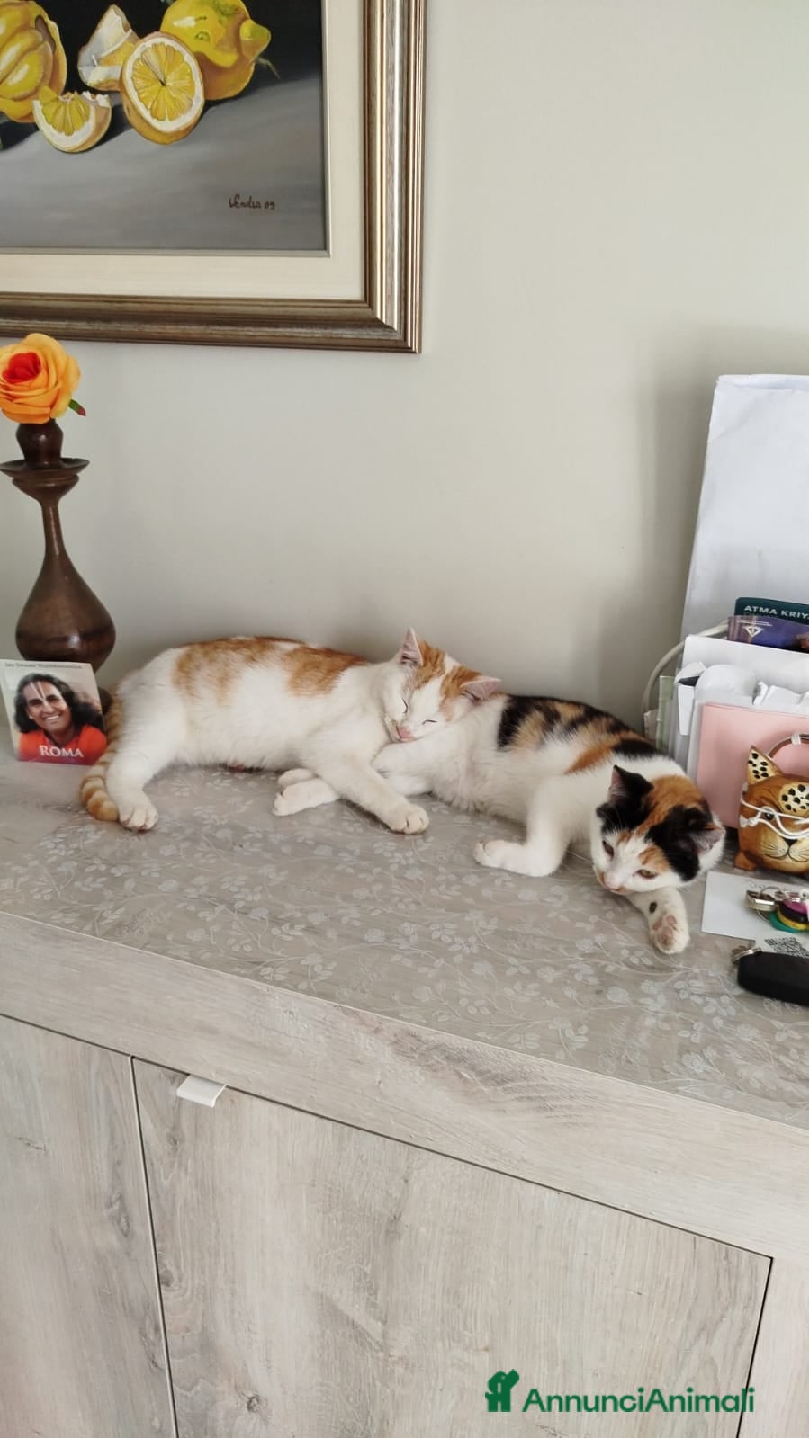 Europeo gatti Gattini di 5 mesi - Annuncio 40