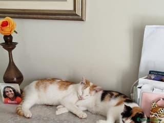 Europeo gatti Gattini di 5 mesi - Annuncio 40