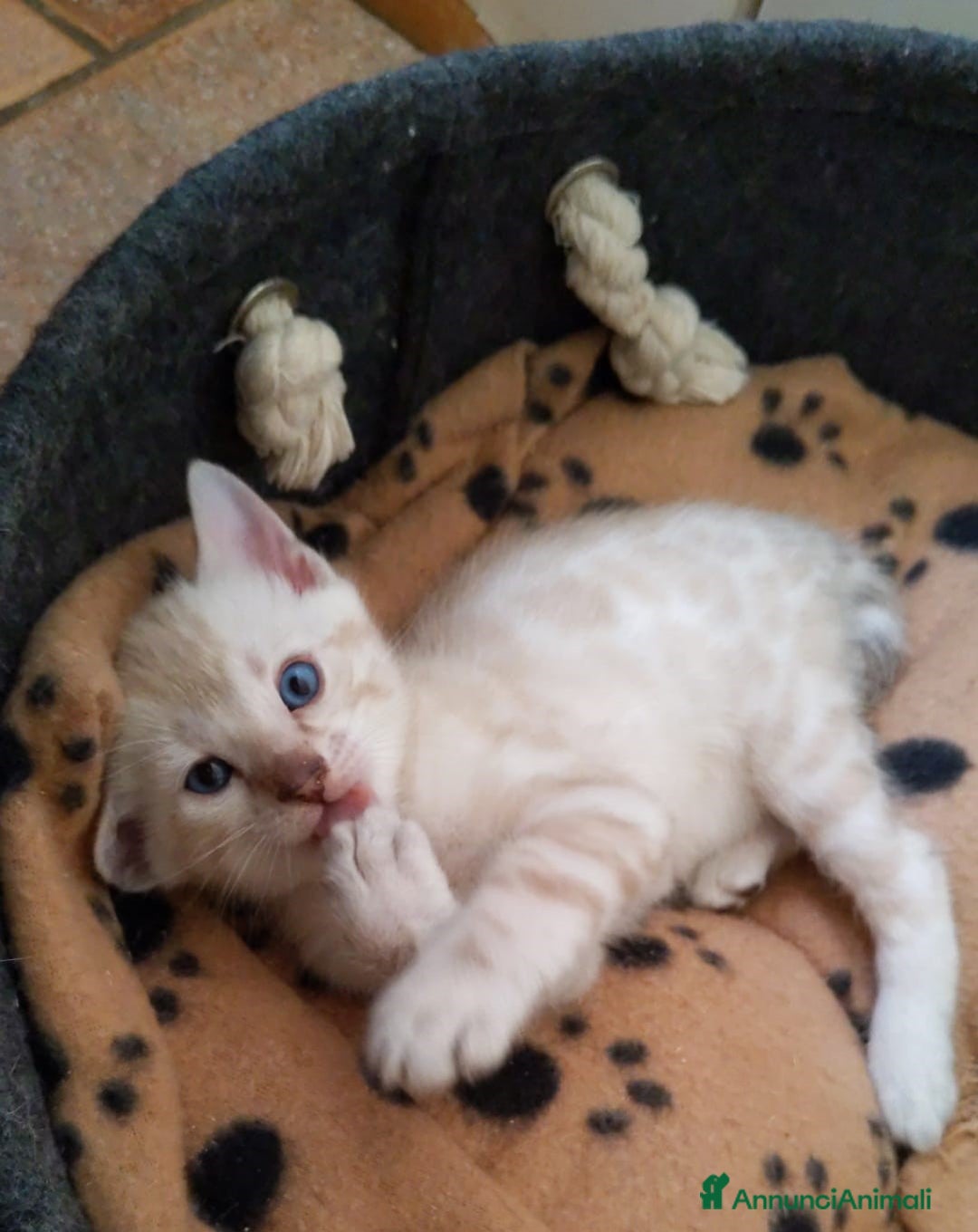 Immagine della galleria {{count}}