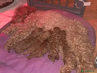 Barboncino Toy cani Barboncini toy - Annuncio 3