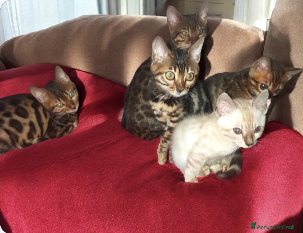 Bengala gatti Splendidi gattini del Bengala  - Annuncio 1