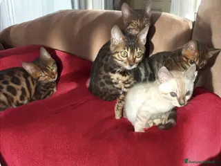 Bengala gatti Splendidi gattini del Bengala - Annuncio 7