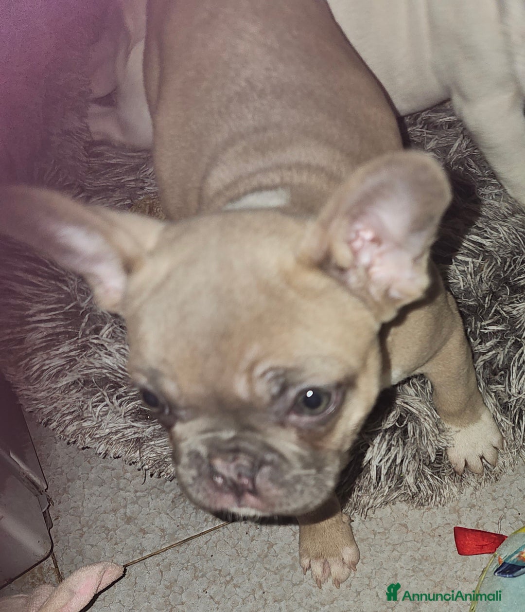 Bulldog Francese cani in vendita: Cuccioli buldog francese! - Annuncio 5