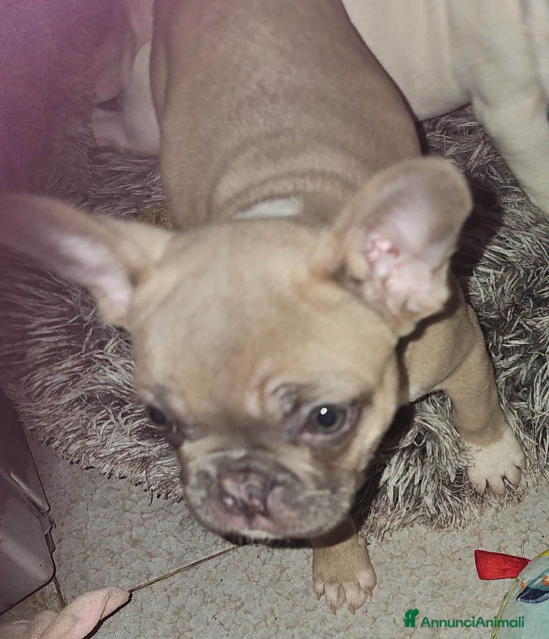 Bulldog Francese cani in vendita: Cuccioli buldog francese! - Annuncio 5