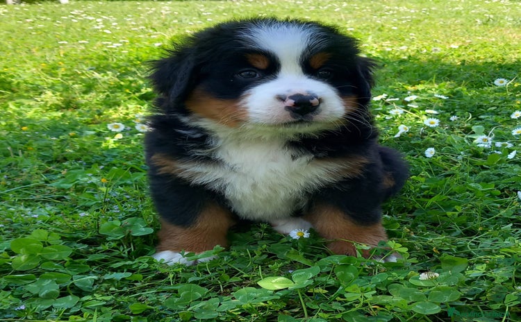 Bovaro del Bernese cani a Provincia della Spezia - Annuncio 2