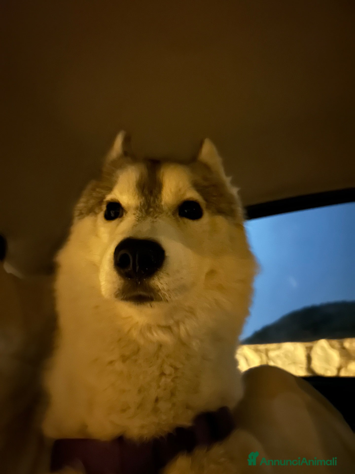 Husky cani Cucciola di husky - Annuncio 1