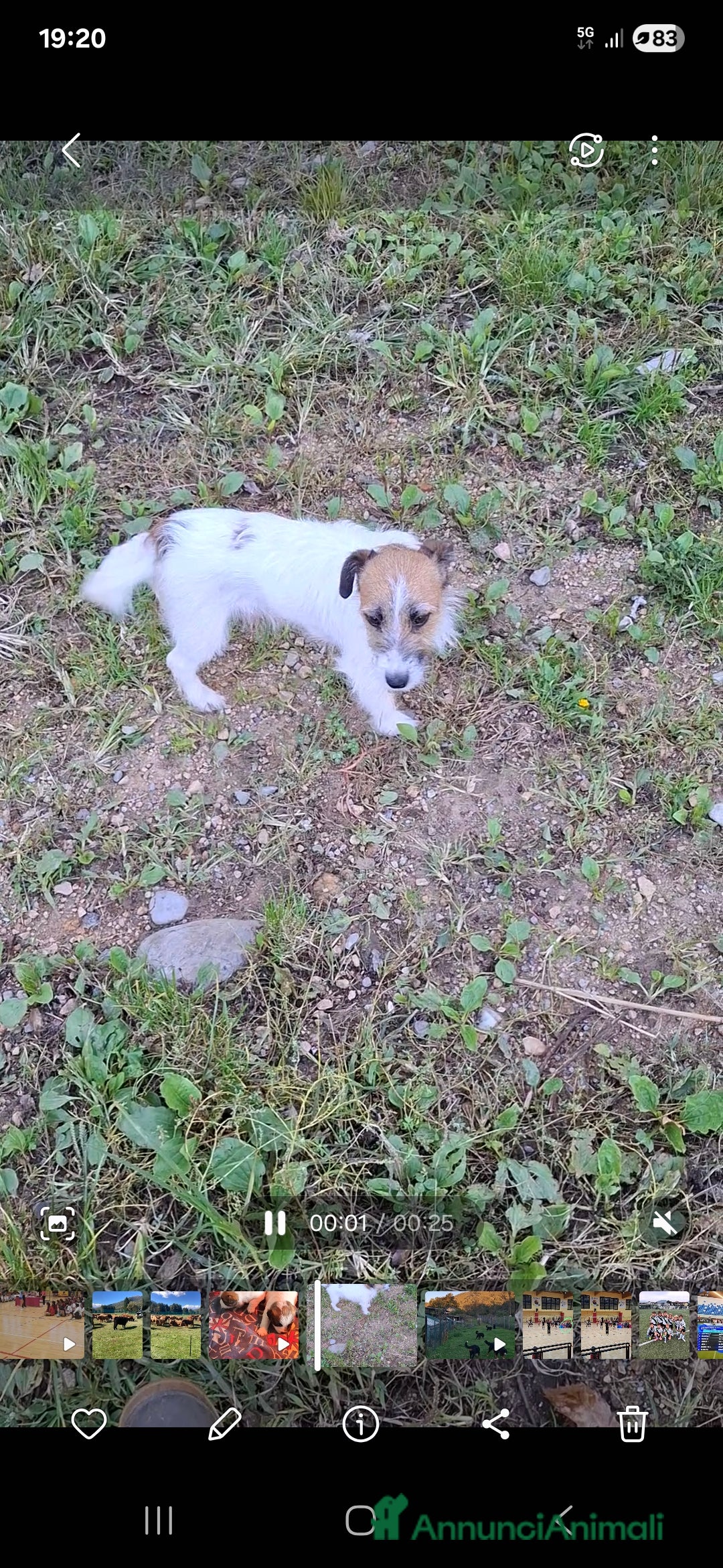 Jack Russell cani in vendita: Cuccioli jack russel  - Annuncio 3