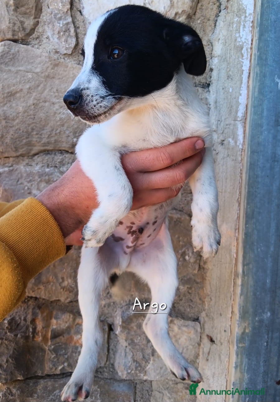 Meticcio cani Ciccioli taglia media piccola  - Annuncio 1