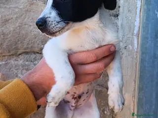 Meticcio cani Ciccioli taglia media piccola - Annuncio 1