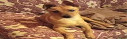 Meticcio cani in regalo: GIULIETTA TAGLIA PICCOLA  a Provincia di Varese - Annuncio 4