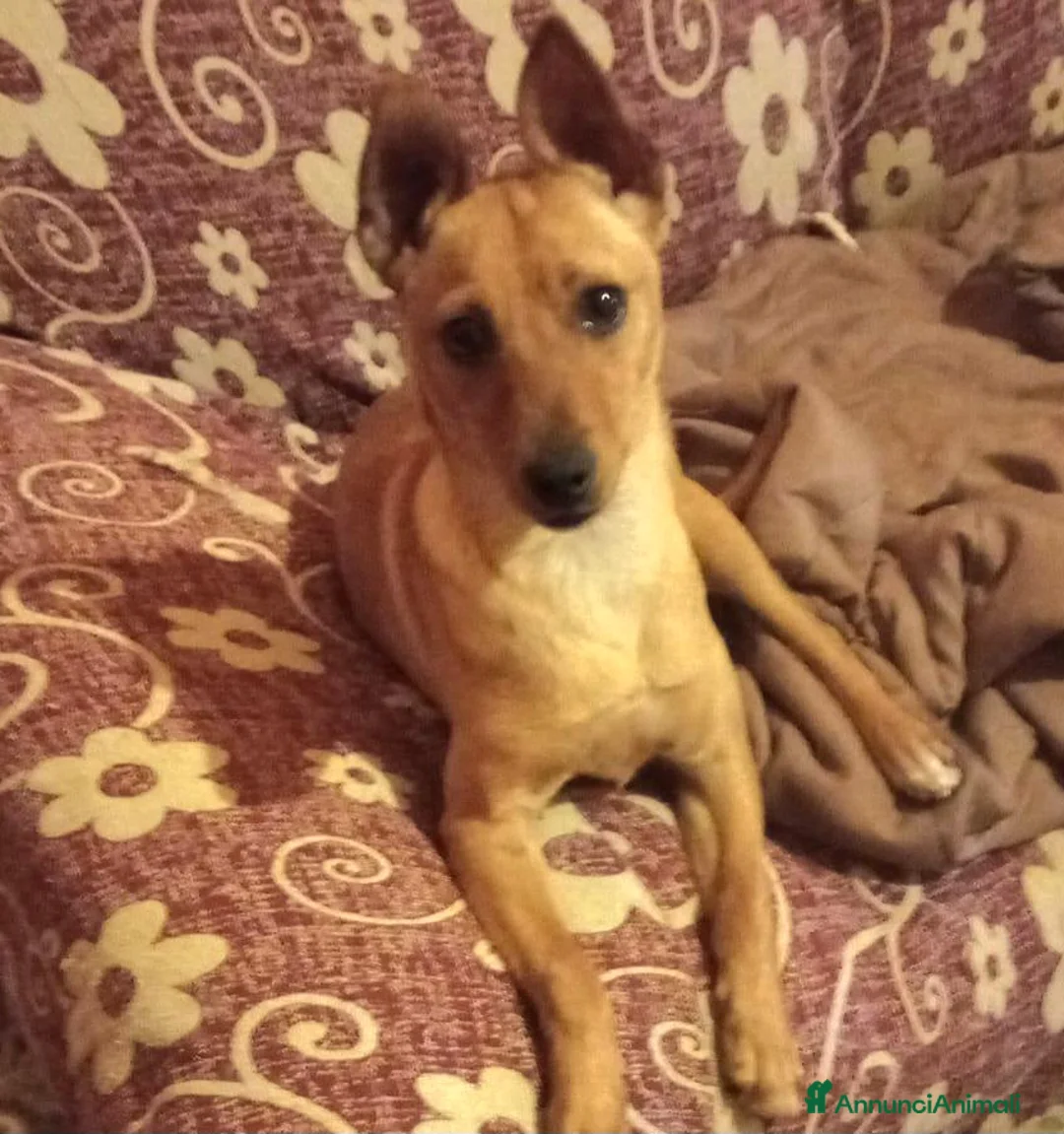 Meticcio cani in regalo: GIULIETTA TAGLIA PICCOLA  a Provincia di Varese - Annuncio 4