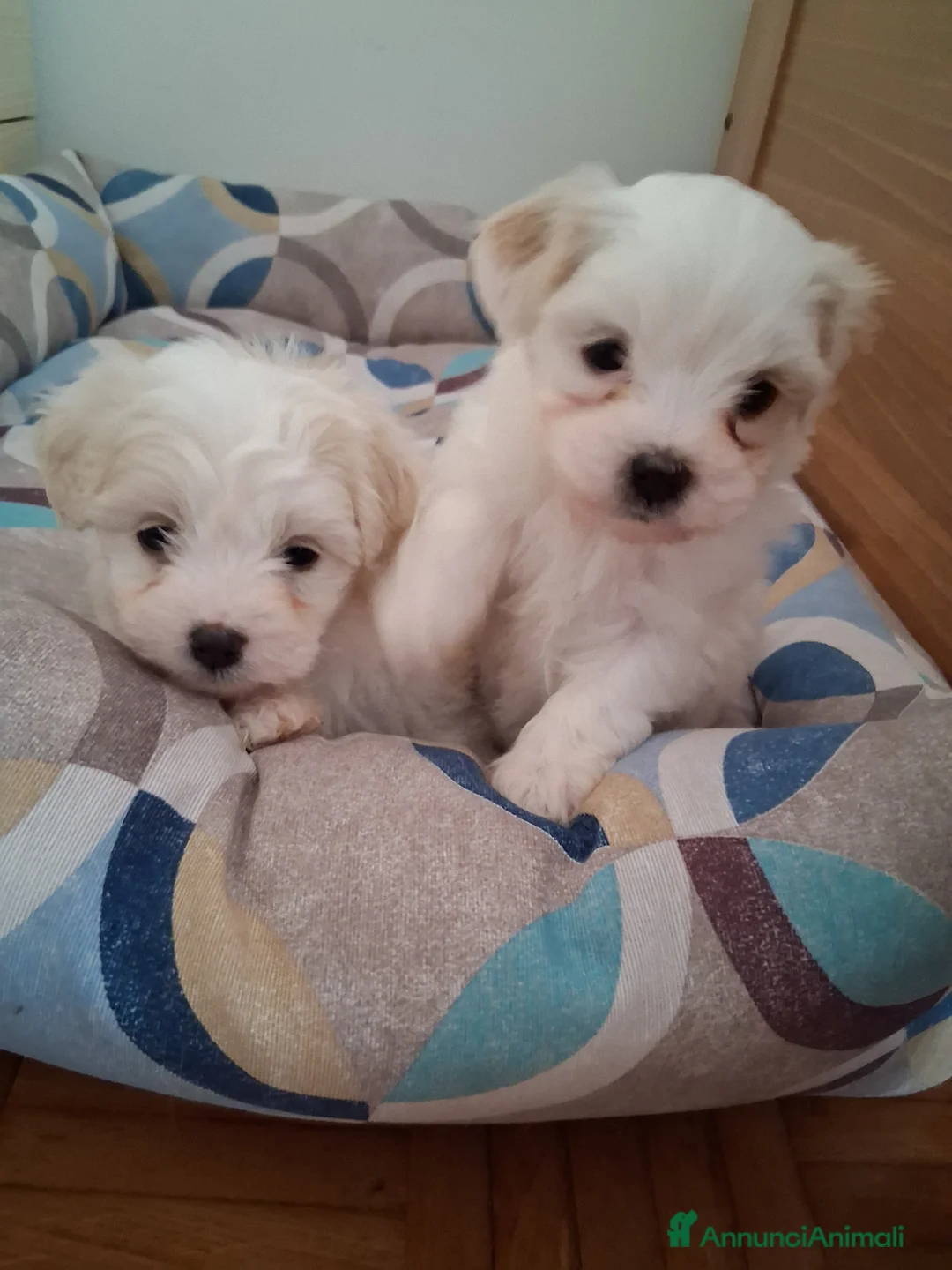 Maltese cani in vendita: Cucciole Maltese  - Annuncio 1