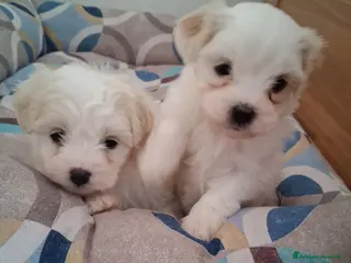 Maltese cani Cucciole Maltese - Annuncio 6