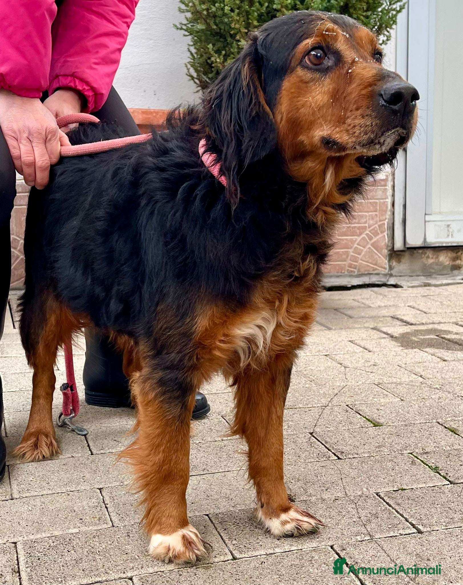 Meticcio cani JACK BELLISSIMO TIPO CACCIA - Annuncio 39