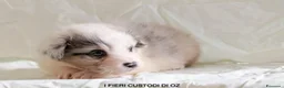 Australian Shepherd cani in vendita: 3 Cuccioli di pastore australiano - Annuncio 5