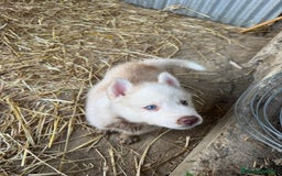 Husky cani in vendita: Husky Siberian  a Provincia di Cosenza - Immagine 2