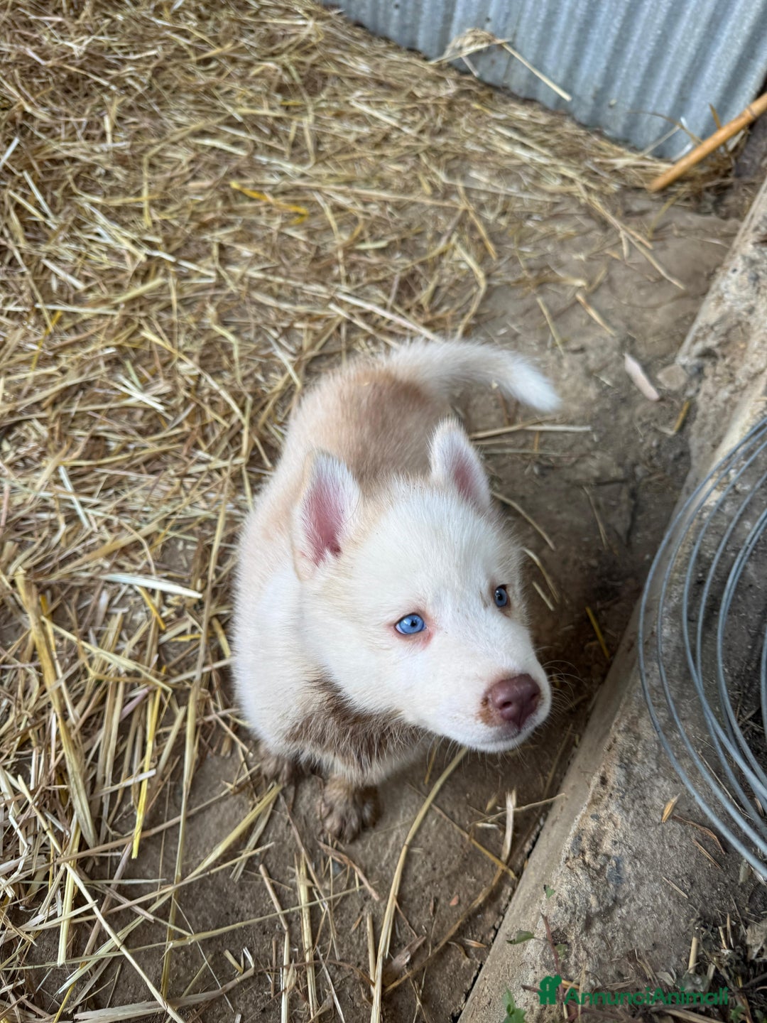 Husky cani in vendita: Husky Siberian  a Provincia di Cosenza - Immagine 2