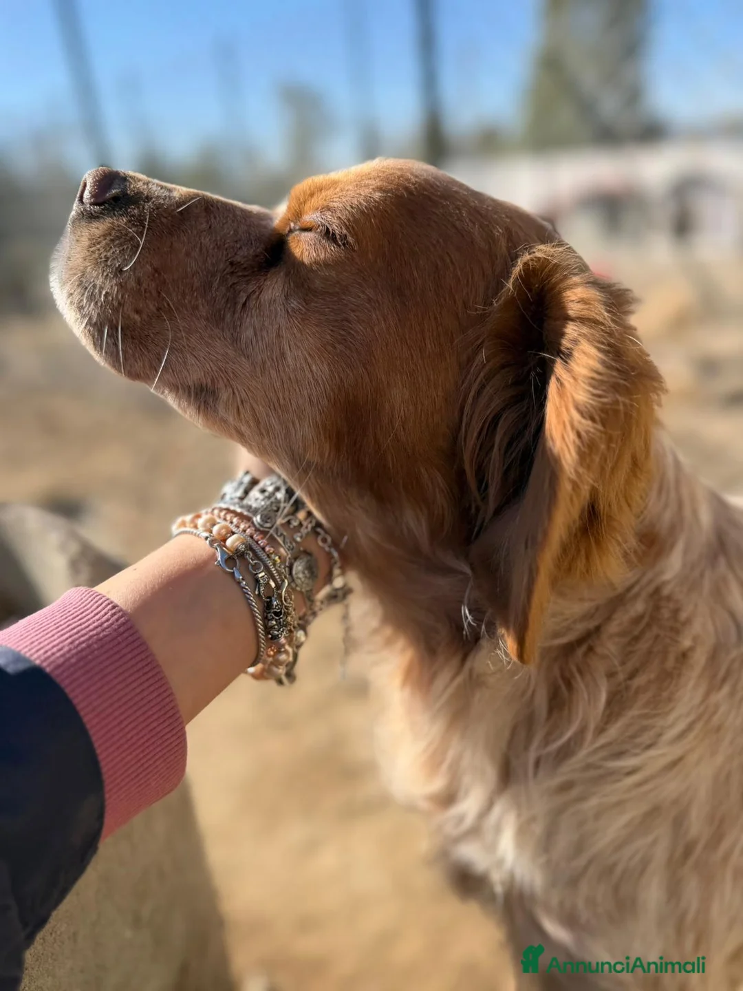 Breton cani in regalo: Argo dolce ed equilibrato - Annuncio 2