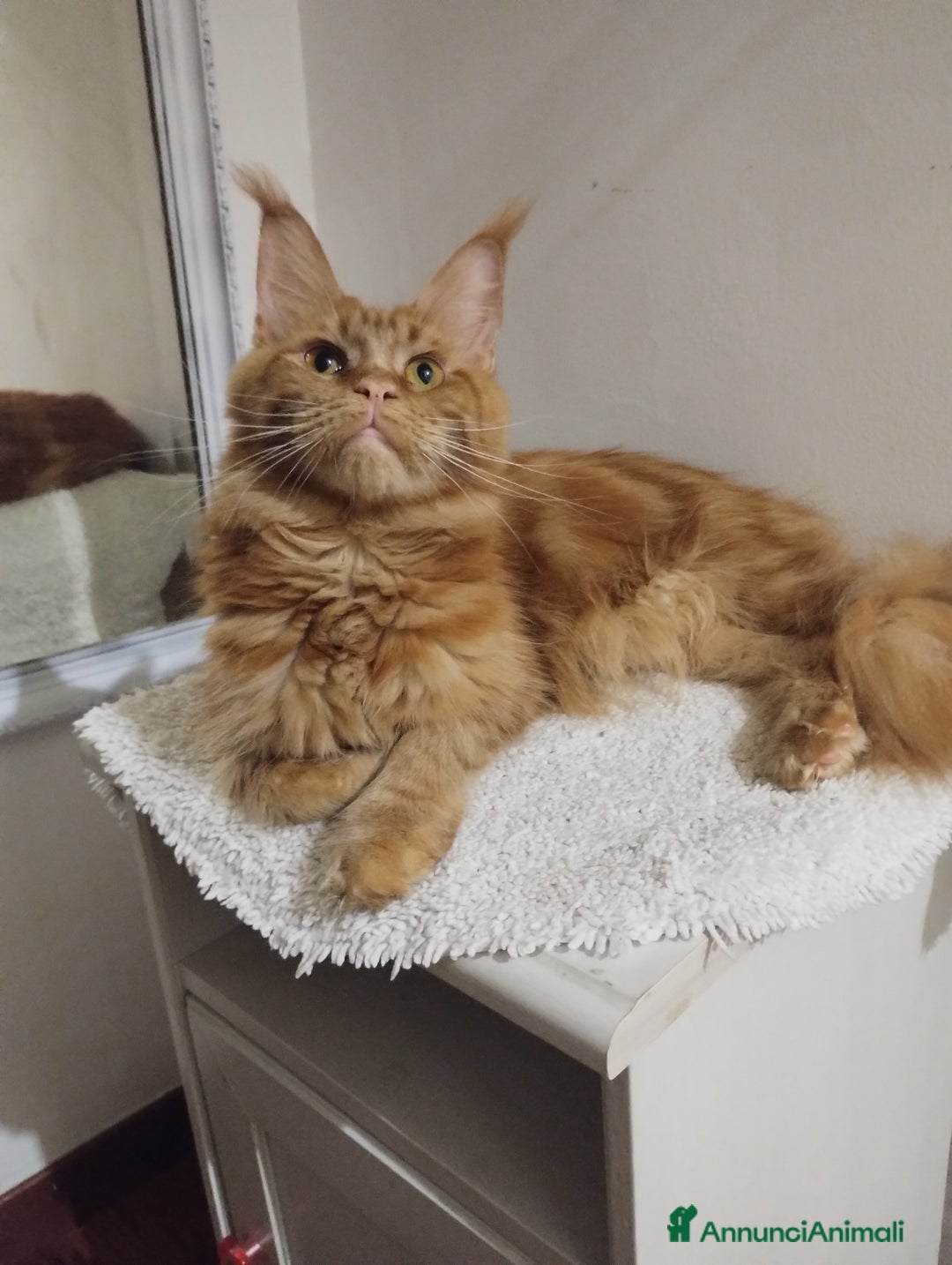 Maine Coon gatti in vendita: Mainecoon con pedigree ANFI  - Annuncio 1