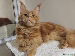 Maine Coon gatti Mainecoon con pedigree ANFI - Annuncio 1
