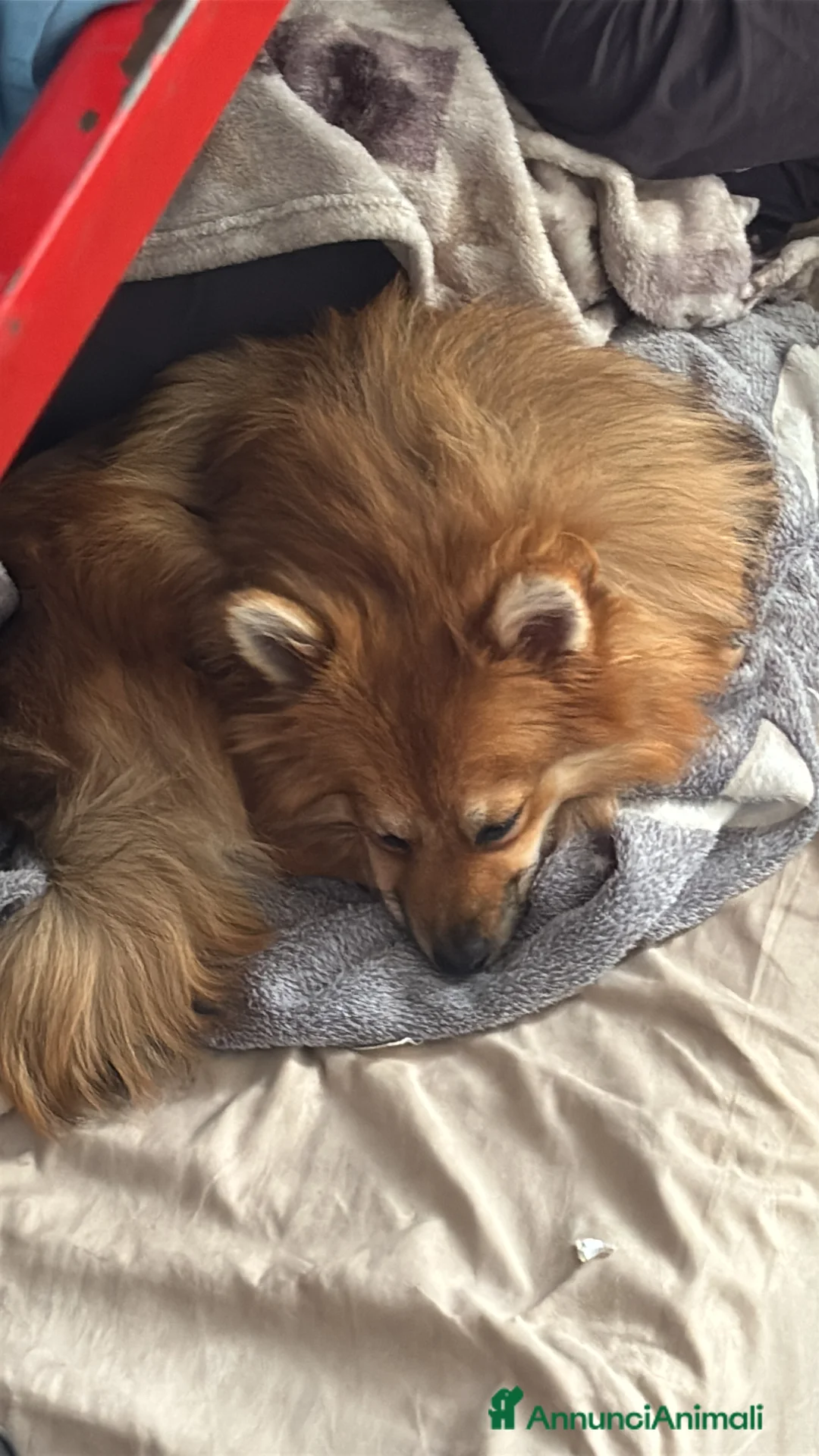 Volpino Pomerania cani in vendita: !URGENTE! vendo cucciola spitz pomerania - Annuncio 7