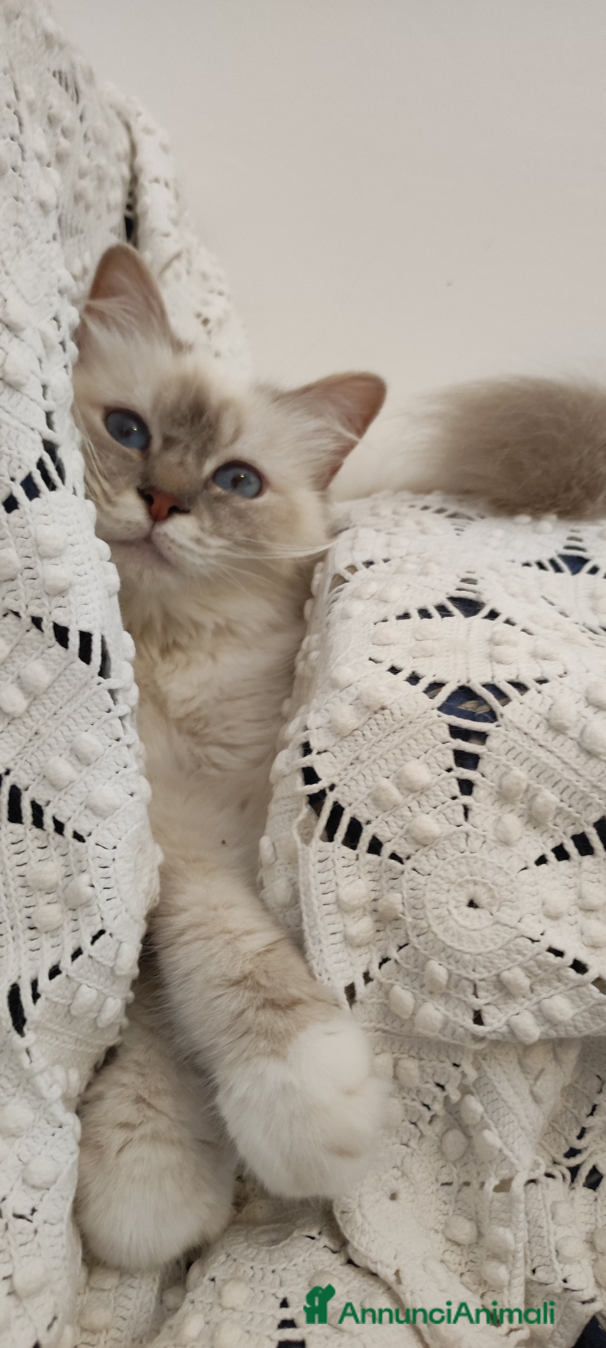 Sacro di Birmania gatti Sacro di Birmania  - Annuncio 39