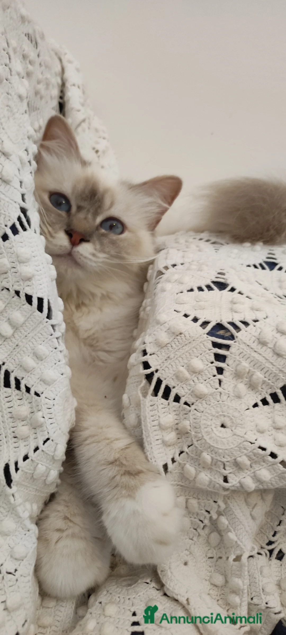 Sacro di Birmania gatti in vendita: Sacro di Birmania  - Annuncio 1