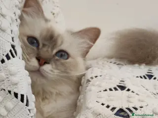 Sacro di Birmania gatti Sacro di Birmania - Annuncio 39