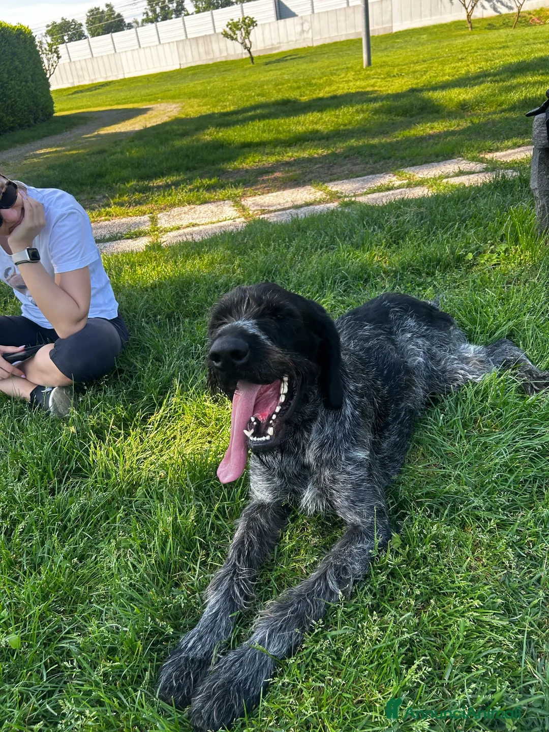Drahthaar cani in regalo: IBRA, sfortunato drahthaar in regalo a Città metropolitana di Milano - Annuncio 4